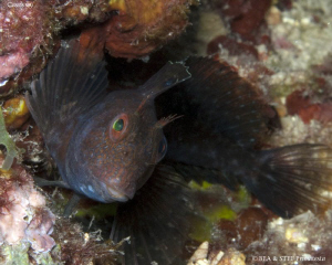 Blenny. Calanques de Cassis. Canon G10 & Inon D2000. by Bea & Stef Primatesta 